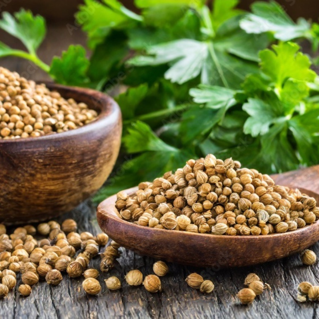 Coriander